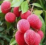 lichi